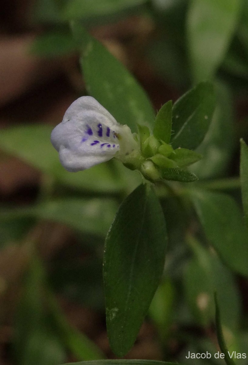 Rungia pectinata (L.) Nees